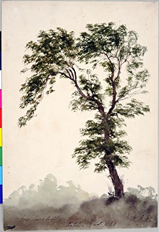 Images Dated 23rd December 2010: Near Larkhill Study of a Tree