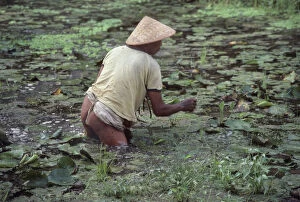 Lily Collection: Near naked man wades in a pond to gather water lilies - Bali