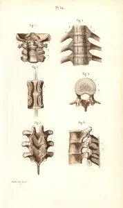 Corbie Prints: Neck and spinal column