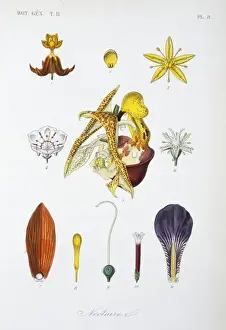 Biodiverse Prints: Nectaries from various flowers
