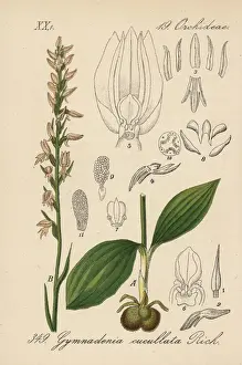 Schlechtendal Prints: Nectariferous orchid, Neottianthe cucullata
