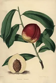Nectarine Prints: Nectarine cultivar Stanwick, Prunus persica