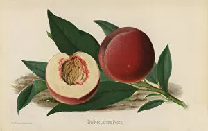 Florist Gallery: The Nectarine Peach, Prunus persica