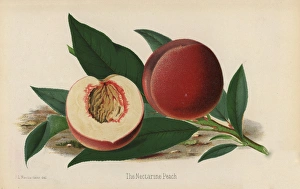 Florist Gallery: The Nectarine Peach, Prunus persica