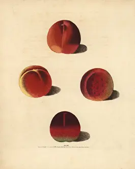 Pomonabritannica Prints: Nectarine varieties, Prunus persica