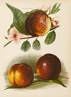 Humboldt Prints: NECTARINES