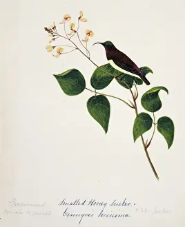 Backed Prints: Nectarinia minima, crimson-backed sunbird