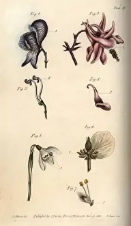 Nectarium of the aconite 1, 3, columbine 2