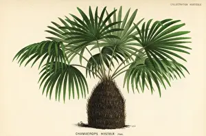Pannemaeker Prints: Needle palm, Rhapidophyllum hystrix