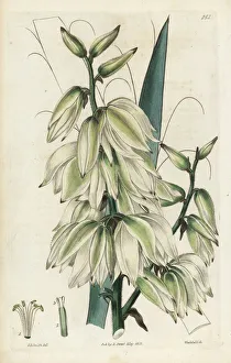 Adams Gallery: Needle palm, Yucca flaccida