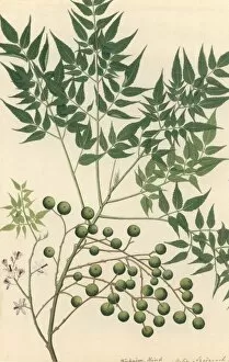 Sapindales Collection: Neem Tree
