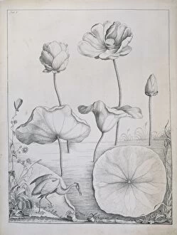 Nelumbo lutea, American lotus & Dionaea muscipula, venus fly