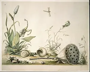 Gastropoda Prints: Nelumbo lutea, American lotus and Triodopsis albolabri, snai