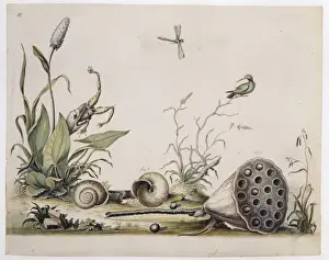 Nelumbo lutea, American lotus and Triodopsis albolabri, snai