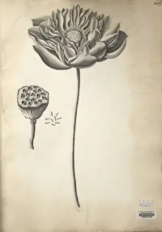 Nelumbo nucifera, sacred lotus