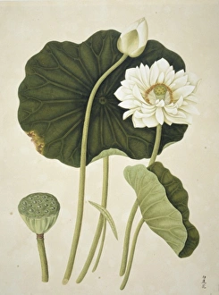 Natural History Museum Gallery: Nelumbo nucifera, sacred lotus