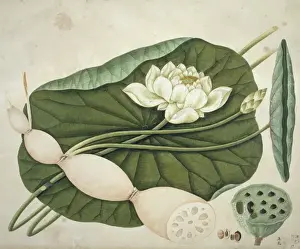 Nelumbo nucifera, sacred lotus
