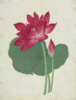 Nelumbo nucifera, sacred lotus