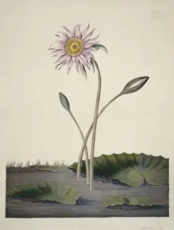 Legume Prints: Nelumbo sp. lotus