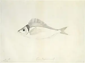 Perciform Prints: Nemadactylus macropterus, jackass worwong