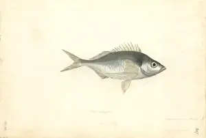 Nemadactylus macropterus, tarakihi