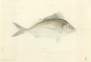 1754 1794 Prints: Nemadactylus macropterus, tarakihi