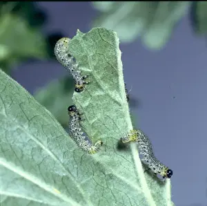Nematus ribesii, gooseberry sawfly larvae