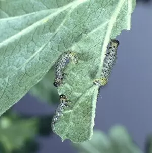 Nematus ribesii, gooseberry sawfly larvae