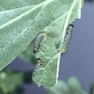 Currant Prints: Nematus ribesii, gooseberry sawfly larvae