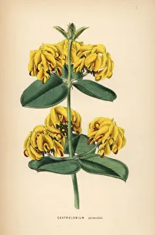 Shrubbery Gallery: Nemcia pyramidalis