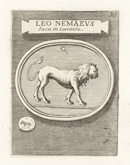 Ridolfino Venuti Prints: The Nemean lion slain by Heracles in Greek mythology
