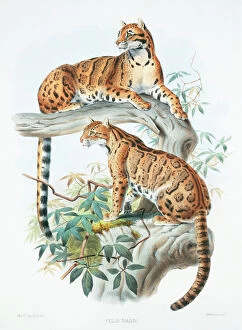 Mammal Gallery: Neofelis nebulosa diardi, clouded leopard