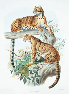 Carnivora Collection: Neofelis nebulosa diardi, clouded leopard