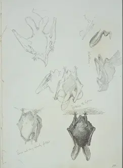 Dr Edward Wilson Prints: Neomys fodiens, Eurasian water shrew