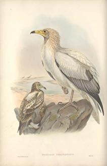 Accipitridae Gallery: Neophron percnopterus, Egyptian vulture