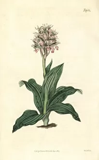 Orchis Gallery: Neotinea lactea orchid
