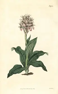 Neotinea lactea orchid