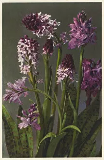Orchis Gallery: Neotinea ustulata - burnt-tip orchid