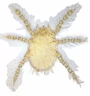 Acarina Gallery: Neotrombicula autumnalis, harvest mite