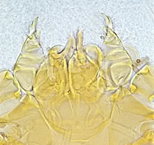 Neotrombicula autumnalis, harvest mite