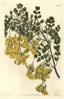 Nepal bladder-senna, Colutea nepalensis