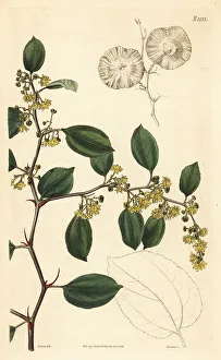 Nathaniel Wallich Prints: Nepal Christ's-thorn, Paliurus virgatus