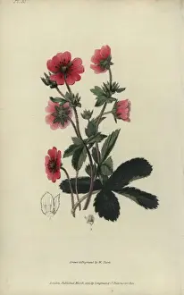 Richardmorris Prints: Nepal cinquefoil, potentilla nepalensis