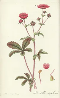 Nathaniel Wallich Prints: Nepal cinqufoil, Potentilla nepalensis