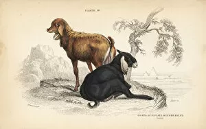 Capra Gallery: Nepal goat and Egyptian goat