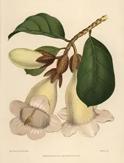 Ayurveda Prints: Nepal trumpet flower, Beaumontia grandiflora