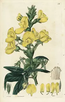 Nepalensis Prints: Nepaul piptanthus, Piptanthus nepalensis