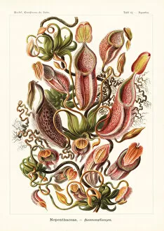 Ernst Collection: Nepenthes gymnamphora pitcher plant