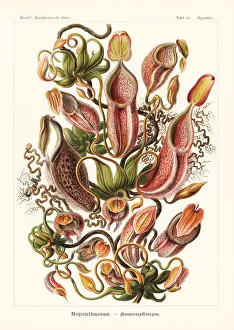 Pitcher Collection: Nepenthes gymnamphora pitcher plant