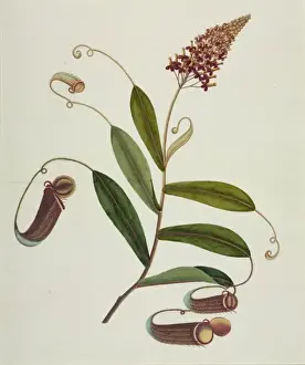 Reeves Prints: Nepenthes mirabilis, common swamp pitcher plant